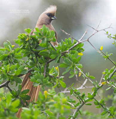 Bruine muisvogel - Speckled Mousebird - Colius striatus