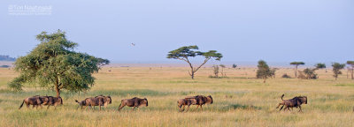 Blauwe Gnoe - Blue Wildebeest - Connochaetes taurinus