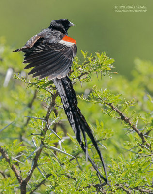 Hanenstaartwidavink - Long-tailed Widowbird - Euplectes progne