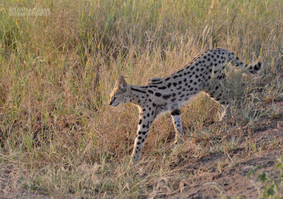 Serval -  Leptailurus serval