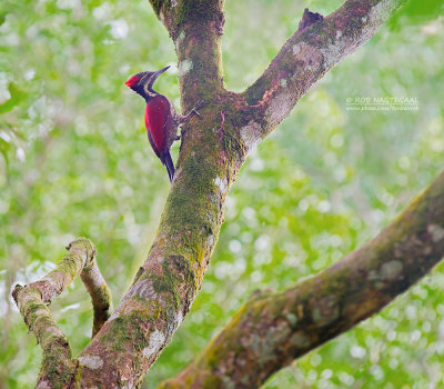 Lesser Sri Lanka Flameback - Dinopium psarodes