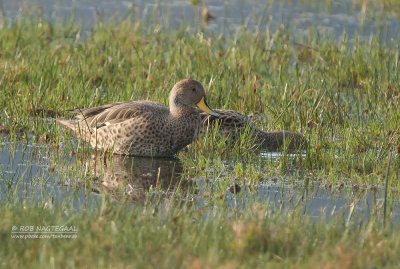 Geelbekpijlstaart - Yellow-billed Pintail - Anas georgica