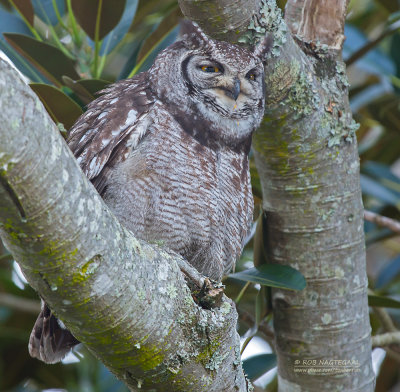 Afrikaanse Oehoe - Spotted Eagle-Owl - Bubo africanus africanus