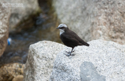 Witkopwaterspreeuw - White-capped Dipper - Cinclus leucocephalus