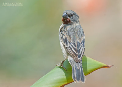 Roodkin-dikbekje - Chestnut-throated Seedeater - Sporophila telasco