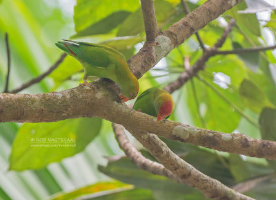 Ceylonese Vleermuisparkiet - Sri Lanka Hanging-Parrot - Loriculus beryllinus