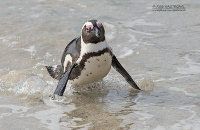 Zwartvoetpingun - Jackass Penguin - Spheniscus demersus