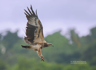 Witbuik Zeearend - White-bellied Sea Eagle - Haliaeetus leucogaster