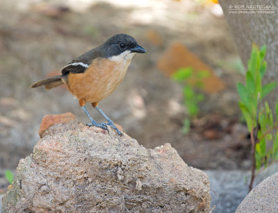 Waterfiskaal - Southern Boubou - Laniarius ferrugineus