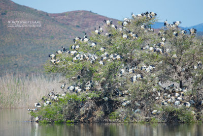 Heilige Ibis - Sacred Ibis - Threskiornis Aethiopicus