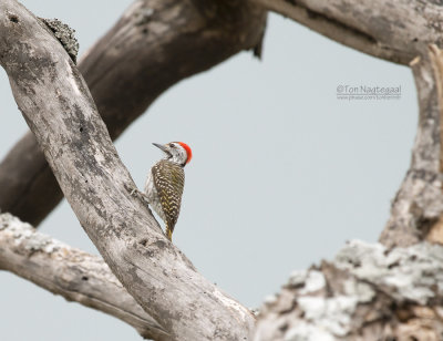 Kardinaalspecht - Cardinal Woodpecker - Dendropicos fuscescens