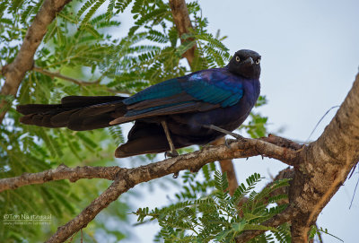 Blauwe langstaartglansspreeuw -Rueppell's Glossy-Starling - Lamprotornis purpuropterus