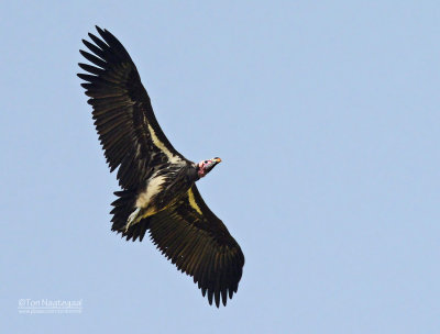 Oorgier - Lapped-faced Vulture - Torgos tracheliotus