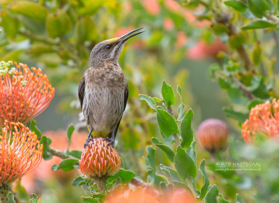 Kaapse Suikervogel - Cape Sugarbird - Promerops cafer