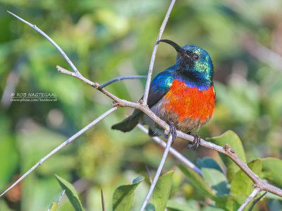 Grote Kraaghoningzuiger - Greater Double-collared Sunbird - Cinnyris afer