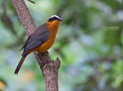 Witbrauwlawaaimaker - White-browed Robin-Chat - Cossypha heuglini