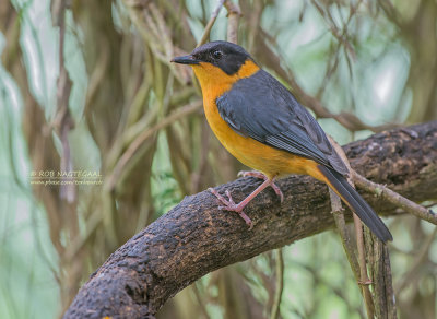 Choristerlawaaimaker - Chorister Robin-Chat - Cossypha dichroa