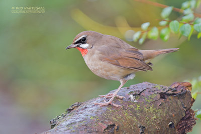 Roodkeel nachtegaal - Siberian Rubythroat - Calliope calliope