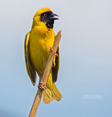 Maskerwever - Southern Masked-Weaver - Ploceus velatus