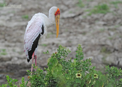 Afrikaanse nimmerzat  - Yellow-billed Stock - Mycteria ibis