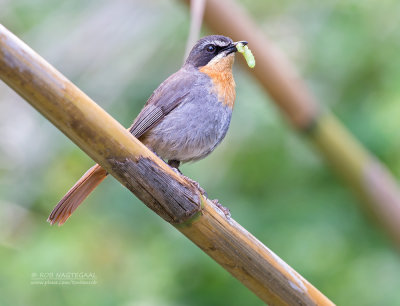 Kaapse Lawaaimaker - Cape Robin-Chat - Cossypha caffra