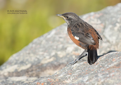 Kaapse Rotsspringer - Cape Rock-jumper - Chaetops frenatus