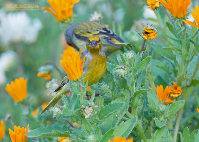 Grijsnekkanarie - Cape Canary - Serinus canicollis