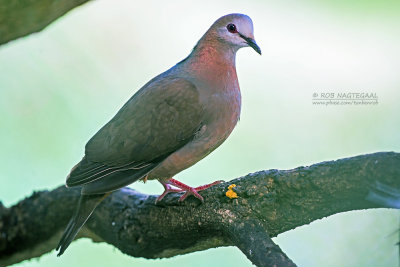 Kaneeltortel - Eastern Lemon Dove - Aplopelia larvata