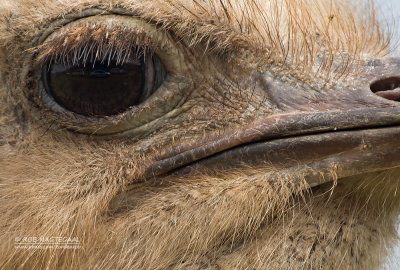 Struisvogel - Ostrich - Struthio camelus australis