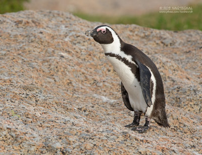 Zwartvoetpingun - Jackass Penguin - Spheniscus demersus