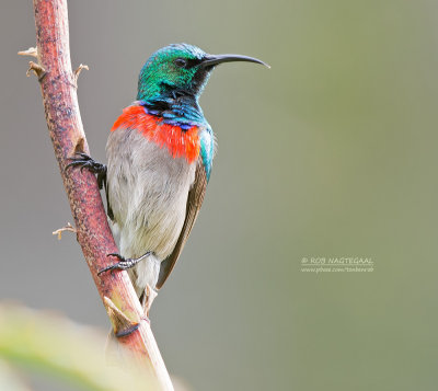 Kleine Kraaghoningzuiger - Southern Double-collared Sunbird - Cinnyris chalybeus