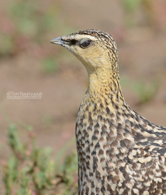 Geelkeelzandhoen - Yellow-throated Sandgrouse - Pterocles gutturalis