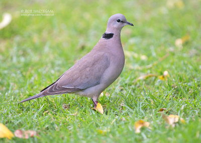 Kaapse Tortel - Ring-necked Dove - Streptopelia capicola