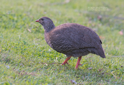 Kaapse Frankolijn - Cape Francolin - Pternistis capensis