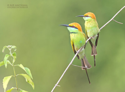 Kleine Groene Bijeneter - Asian Green Bee-eater - Merops orientalis 