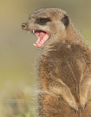 Stokstaartje - Meerkat - Suricata suricatta
