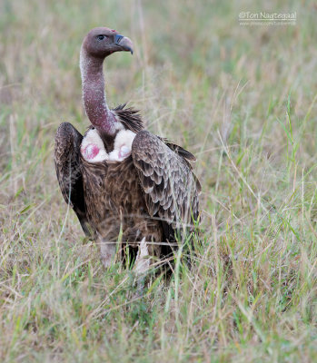 Rppells gier - Ruppells Griffon Vulture - Gyps rueppellii