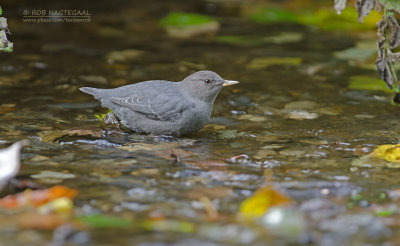 Noord-Amerikaanse Waterspreeuw - American Dipper - Cinclus mexicanus