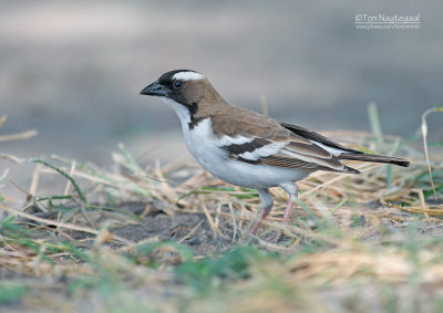 Mahali-wever - White-browed Sparrow Weaver - Plocepasser mahal