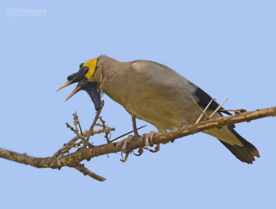 Lelspreeuw - Wattled Starling - Creatophora cinerea 