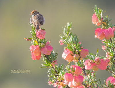 Bruinkopgraszanger - Piping Cisticola - Cisticola fulvicapilla