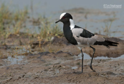 Smidsplevier - Blacksmith Plover - Vanellus armatus