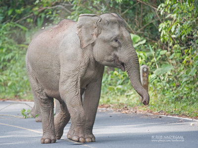 Indische olifant - Indian Elephant - Elephas maximus indicus