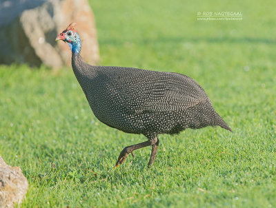 Helmparelhoen - Helmeted Guineafowl - Numida meleagris