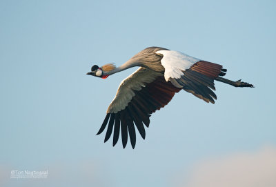 Grijze Kroonkraanvogel - Gray Crowned-Crane - Balearica regulorum