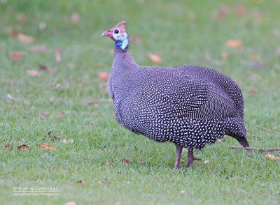 Helmparelhoen - Helmeted Guineafowl - Numida meleagris