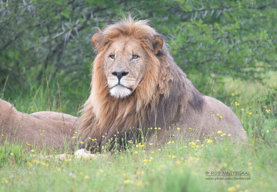 Transvaalse leeuw - Transvaal lion - Panthera leo krugeri