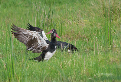 Spoorwiekgans - Spur-winged Goose - Plectropterus gambensis