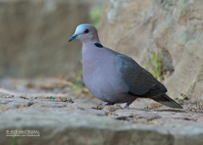 Roodoogtortel - Red-eyed Dove - Streptopelia semitorquata