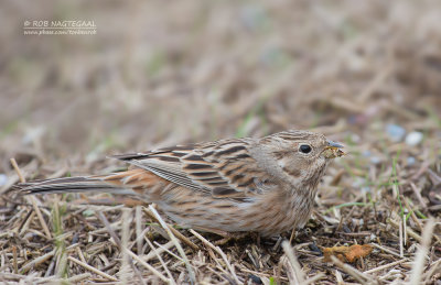 Witkopgors - Pine Bunting - Emberiza leucocephalos